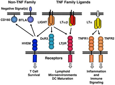 lymphotoxin beta receptor|The Lymphotoxin.